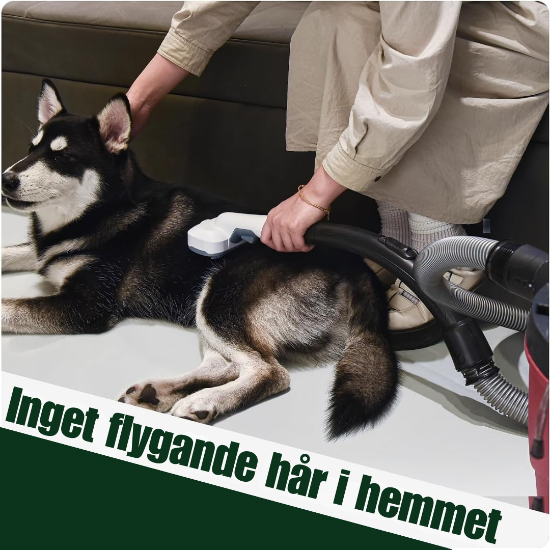 DammsugBorsten™ | Håll ditt hus rent och din hund glad! 🐾