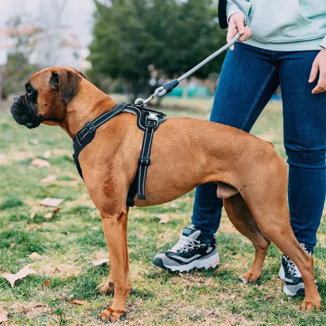 🐾 WalkEasy™ | Anti-Trek Hundsele